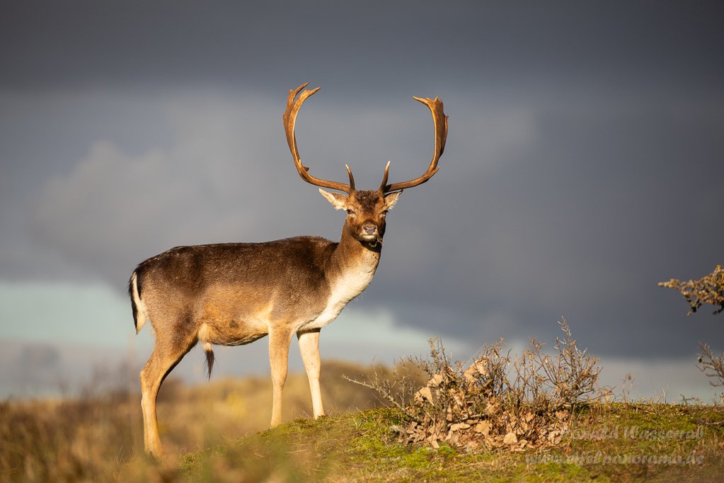 Damhirsch in den Amsterdamse Waterleidingduinen