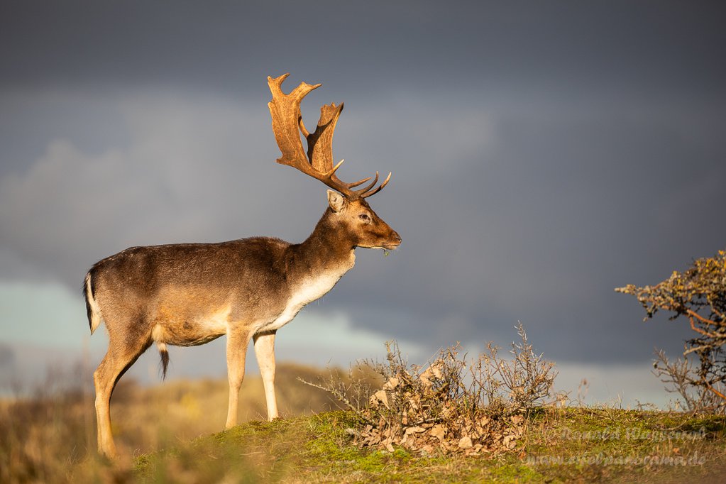 Damhirsch in den Amsterdamse Waterleidingduinen