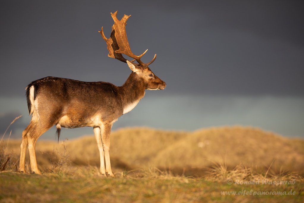 Damhirsch in den Amsterdamse Waterleidingduinen