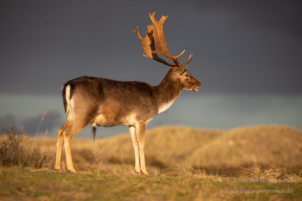 5D4_2382_DamhirschAmsterdamseWaterleidingduinen