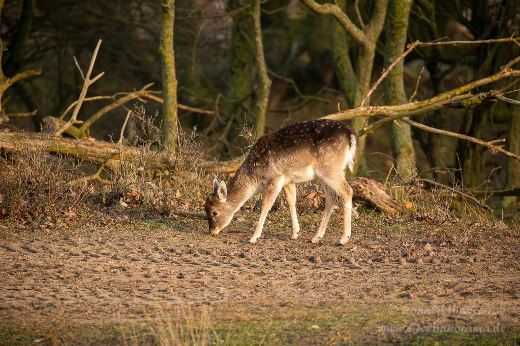 Ein Damhirsch-Kälbchen in den Amsterdamse Waterleidingduinen