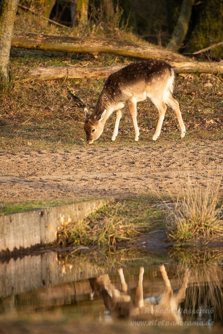 Ein Damhirsch-Kälbchen in den Amsterdamse Waterleidingduinen