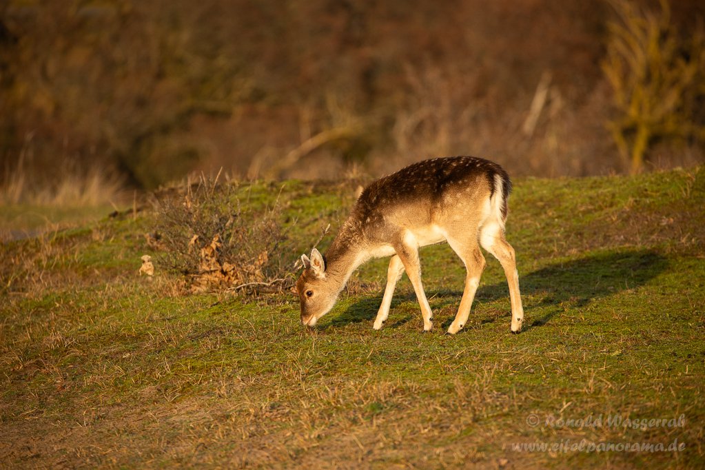 Ein Damhirsch-Kälbchen in den Amsterdamse Waterleidingduinen