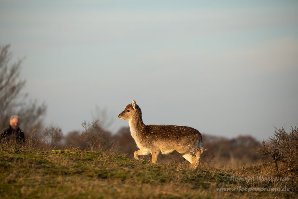Ein Damhirsch-Kälbchen in den Amsterdamse Waterleidingduinen