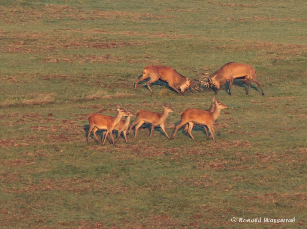 Kämpfende Hirsche (Cervus elaphus) auf der Dreiborner Höhe