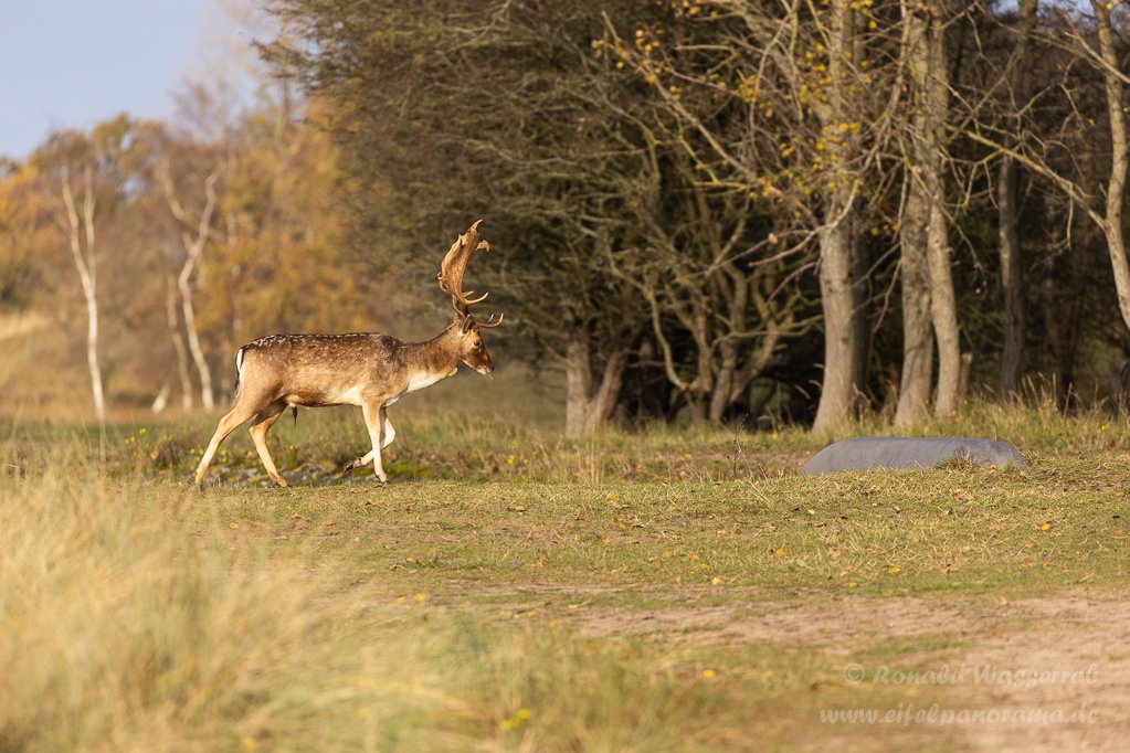 Damhirsch in den Amsterdamse Waterleidingduinen