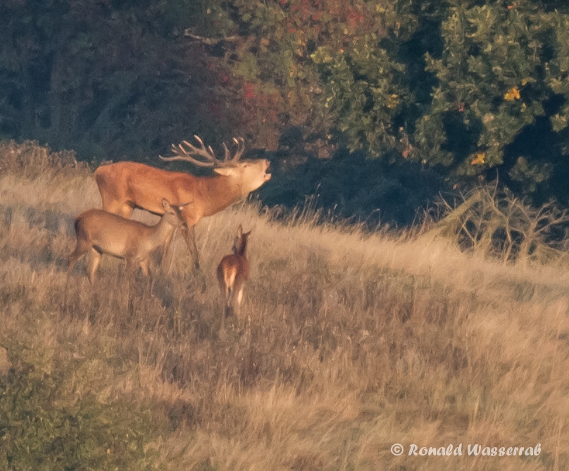 Röhrender Hirsch (Cervus elaphus) auf der Dreiborner Höhe