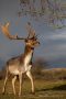 Damhirsch in den Amsterdamse Waterleidingduinen