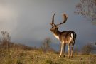 Damhirsch in den Amsterdamse Waterleidingduinen