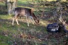 In den Rucksäcken der Besucher ist oft etwas Essbares