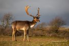 Damhirsch in den Amsterdamse Waterleidingduinen