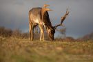 Damhirsch in den Amsterdamse Waterleidingduinen