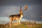 Damhirsch in den Amsterdamse Waterleidingduinen