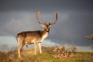 Damhirsch in den Amsterdamse Waterleidingduinen