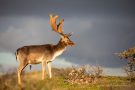 Damhirsch in den Amsterdamse Waterleidingduinen
