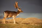 Damhirsch in den Amsterdamse Waterleidingduinen