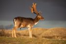 5D4_2382_DamhirschAmsterdamseWaterleidingduinen