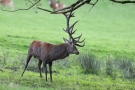 Hirsch (Cervus elaphus) kämpft mit Baum in der Hirschbrunft