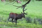 Hirsch (Cervus elaphus) kämpft mit Baum in der Hirschbrunft