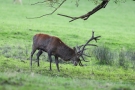 Hirsch (Cervus elaphus) kämpft mit Baum in der Hirschbrunft