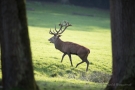 Hirsch (Cervus elaphus) im Wildwald Voßwinkel