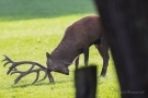 Hirsche (Cervus elaphus) nässen sich während der Brunft gerne ein