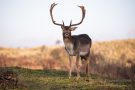 Damhirsch in den Amsterdamse Waterleidingduinen