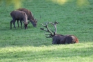 Ruhender Platzhirsch (Cervus elaphus) mit äsenden Junghirschen