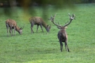 Platzverweis vom Platzhirsch (Cervus elaphus)