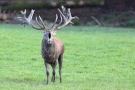 Röhrender Platzhirsch (Cervus elaphus) - Hirschbrunft im Wildwald Vosswinkel