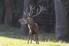 Aufgeregter Platzhirsch (Cervus elaphus)