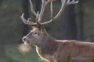 Platzhirsch (Cervus elaphus) im Wildwald Voßwinkel