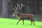 Platzhirsch (Cervus elaphus) im Wildwald Voßwinkel