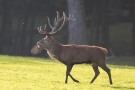 Platzhirsch (Cervus elaphus) im Wildwald Voßwinkel