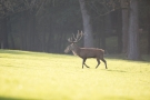 Platzhirsch (Cervus elaphus) im Wildwald Voßwinkel