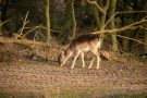 Ein Damhirsch-Kälbchen in den Amsterdamse Waterleidingduinen
