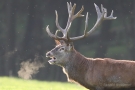 Platzhirsch (Cervus elaphus) im Wildwald Voßwinkel