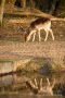 Ein Damhirsch-Kälbchen in den Amsterdamse Waterleidingduinen