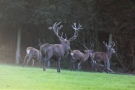 Platzverweis vom Platzhirsch (Cervus elaphus)