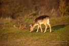 Ein Damhirsch-Kälbchen in den Amsterdamse Waterleidingduinen