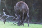 Der Platzhirsch (Cervus elaphus) nässt sich ein