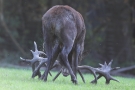 Der Platzhirsch (Cervus elaphus) nässt sich ein