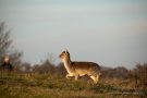 Ein Damhirsch-Kälbchen in den Amsterdamse Waterleidingduinen