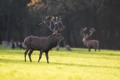 Der Platzhirsch (Cervus elaphus) und sein Konkurrent