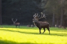 Röhrender Platzhirsch (Cervus elaphus) - Hirschbrunft im Wildwald Vosswinkel