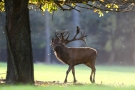 Röhrender Platzhirsch (Cervus elaphus) während der Hirschbrunft im Wildwald Vosswinkel