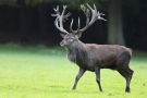 Platzhirsch (Cervus elaphus) im Wildwald Voßwinkel