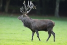 Platzhirsch (Cervus elaphus) im Wildwald Voßwinkel