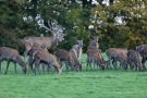 Platzhirsch (Cervus elaphus) mit Hirschkühen während der Hirschbrunft im Wildwald Voßwinkel