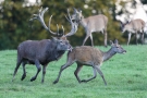 Der Platzhirsch (Cervus elaphus) bittet zum Schäferstündchen